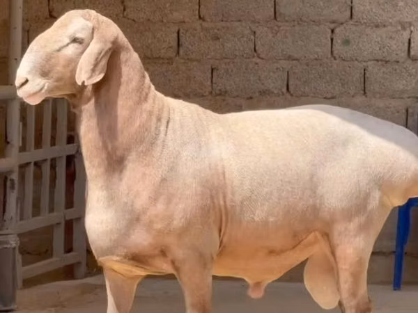 Ram, Sheep