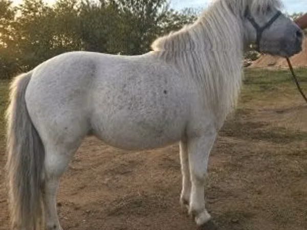 Kůň, Koně