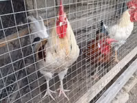 Chickens — عکس 1