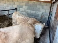 Kuh, Charolais cattle — Foto 3