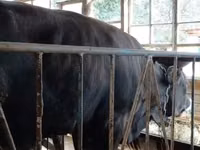 公牛, Alatau breed — 照片 3
