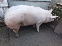 Säue, Schweine — Foto 3