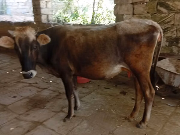 Cow, Azerbaijani zebu