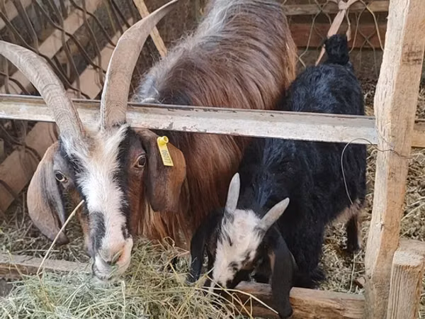 Capra, Alpine goat