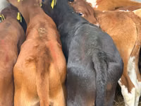 Rinder (Partie, Geschlecht nicht angegeben), Simmental cattle — Foto 6