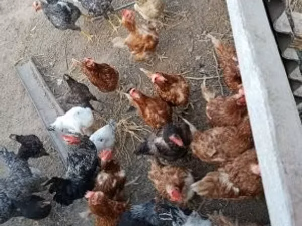 Danish hen — Hangari