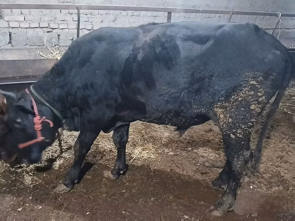 Bou, Bovine