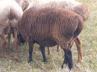 Sheep, Sheep — photo 1