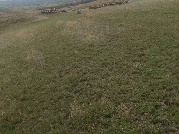 Ram, Sheep — Moldova