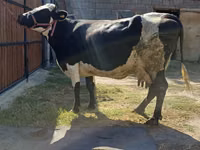 Cow, Alatau breed — photo 6