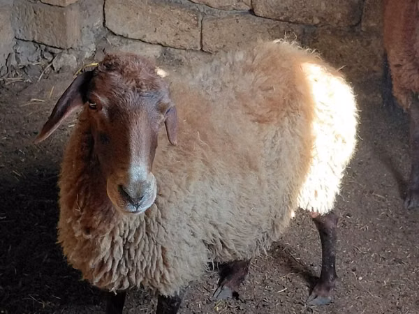 قوچ, گوسفند