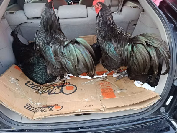 Australorp — Azerbaijan