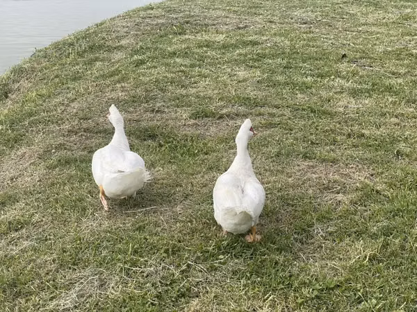 مسکوی خانگی — قرقیزستان