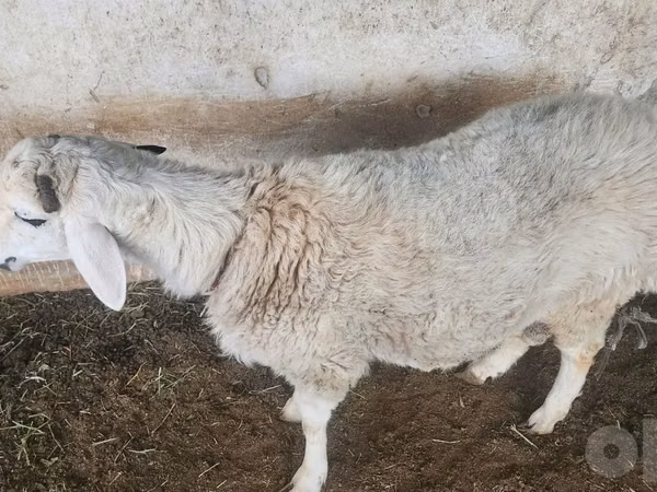 Ram, Sheep — Uzbekistan