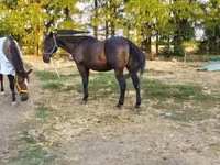 Άλογο, Nonius horse — φωτογραφία 3