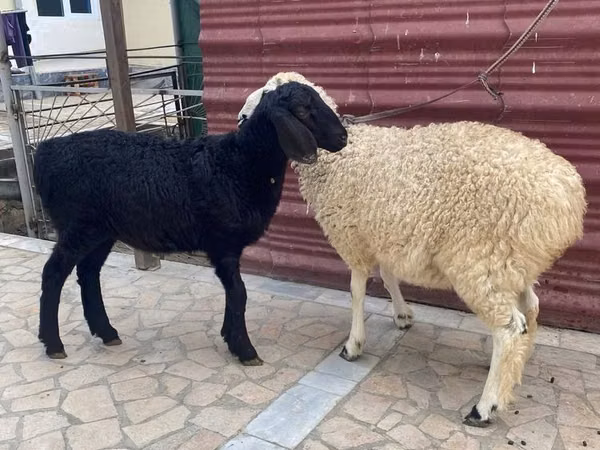 قوچ, گوسفند
