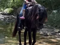 Horse (M), Black Sea breed — photo 3
