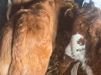 सांड, Simmental cattle — फ़ोटो 1
