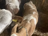 Krowa, Simmental cattle — zdjęcie 2
