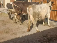 Cow, Holstein breed — photo 5