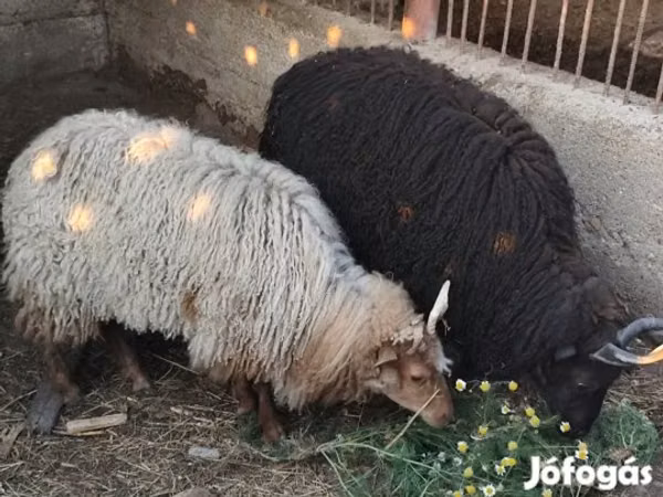میش, Racka sheep