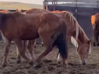 Horses (batch, sex not specified), Horses — photo 5