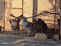 Chickens — รูปภาพ 5