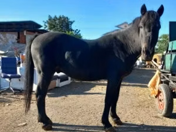Horse (M), Horses — Hungary