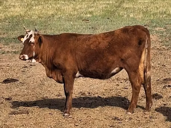Cow, Kalmyk breed