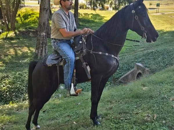 Mare, Tennessee Walking Horse