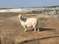 Ямаа, Saanen goat — 1 зураг