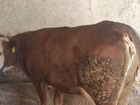 গাভী, Simmental cattle — ছবি 1
