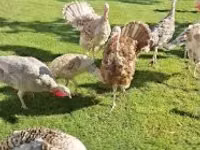 Turkeys — լուսանկար 2