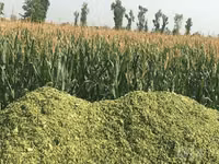 Silos sotiladi — 20 kg 15 000 so‘m, Xatirchi — 照片 2