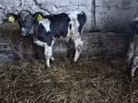 Toro, Russian Black pied cattle — foto 7