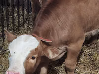 วัวตัวผู้, Simmental cattle — รูปภาพ 2
