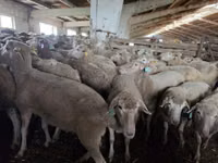 암양, Kuibyshev sheep — 사진 1