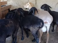 ஆண் ஆடு, ஆடுகள் — புகைப்படம் 4