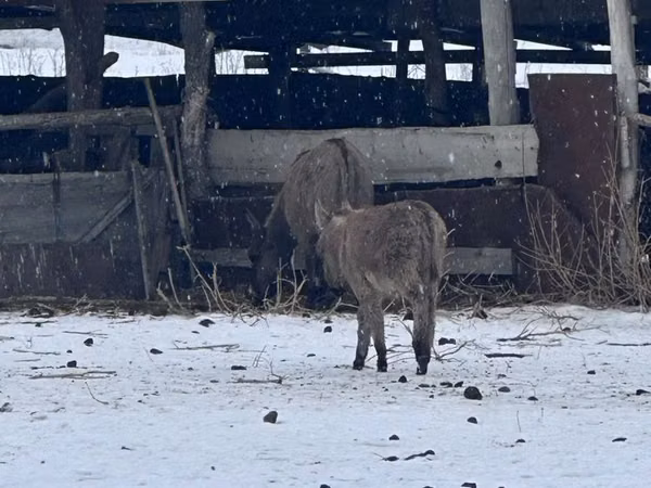 Mare, Horses — Kazakhstan