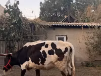 Lembu betina, Russian Black pied cattle — foto 6