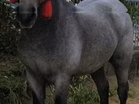 Horse (M), Horses — photo 4