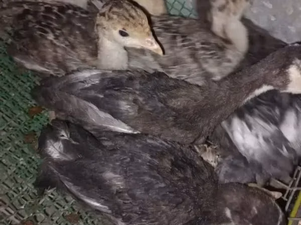 Turkeys — ارمنستان