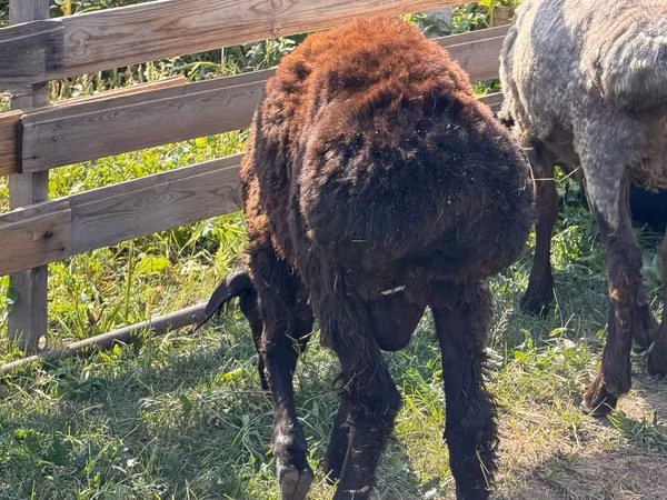 Ram, Sheep — Kazakhstan