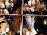 Chickens — foto 4