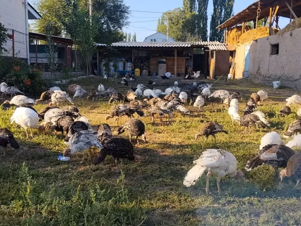 Bronze — Kyrgyzstan