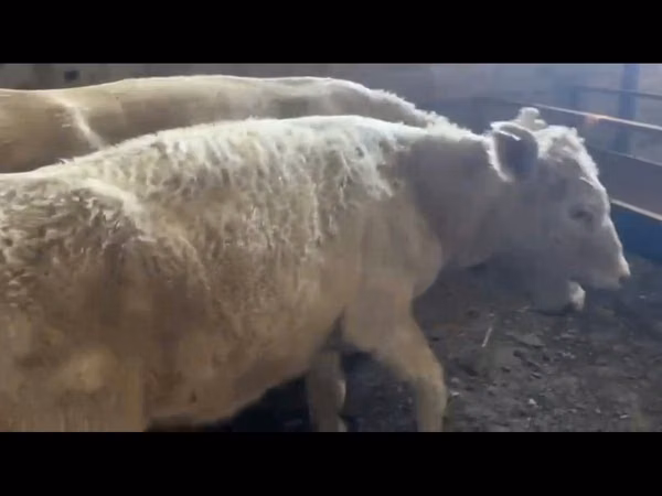 公牛, Auliekol breed — 哈萨克斯坦