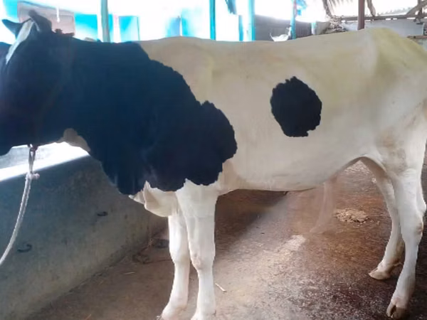Гов, Russian Black pied cattle — Бангладеш