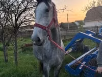 암말, Lipizzaner — 사진 2