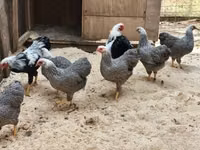 وياندوت — الصورة 2