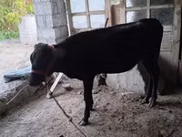 Cow, Cattle — photo 1